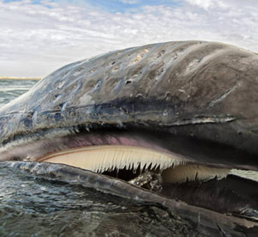 La ballena gris venció al capitalismo salvaje