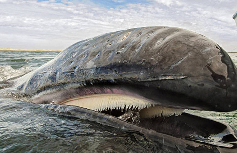 La ballena gris venció al capitalismo salvaje